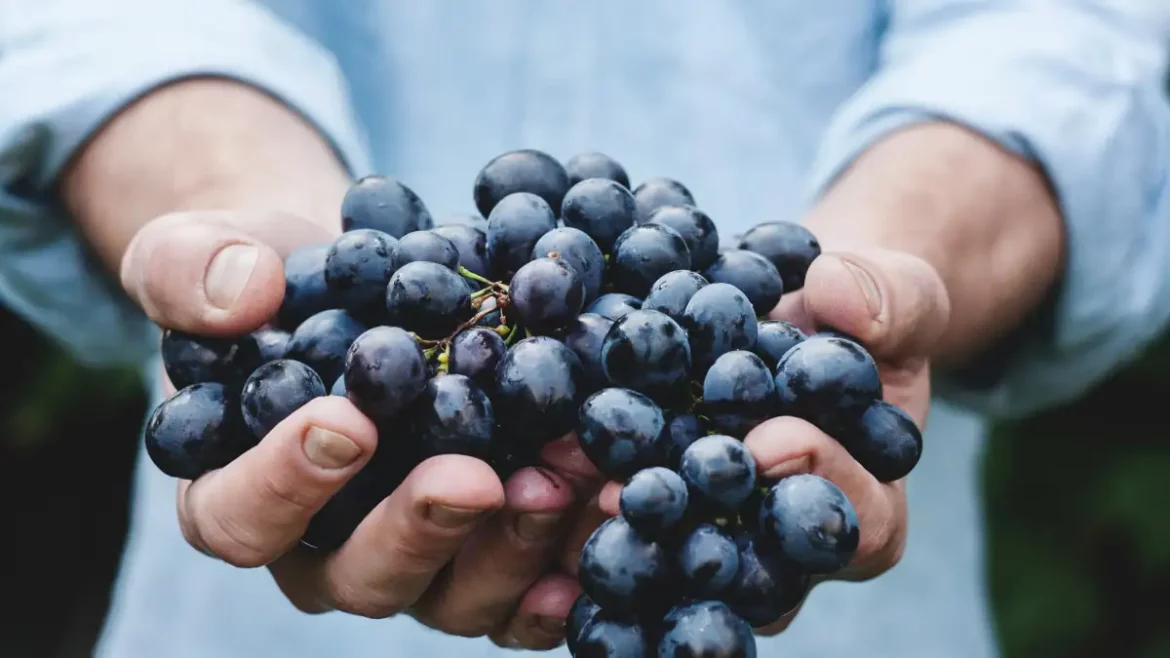 L'importance du titrage dans la viticulture française