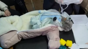 Russie: ce chat habillé comme un bébé transportait un stimulant interdit
