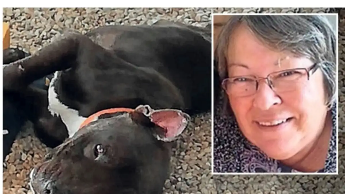 Ce pitbull tue une grand-mère qui l'avait recueilli après l'avoir trouvé errant et affamé