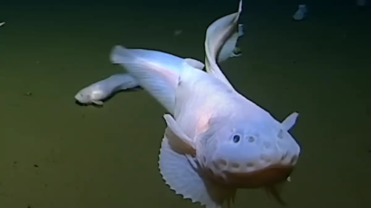Ce poisson extraordinaire vit dans des conditions extrêmes (vidéo)