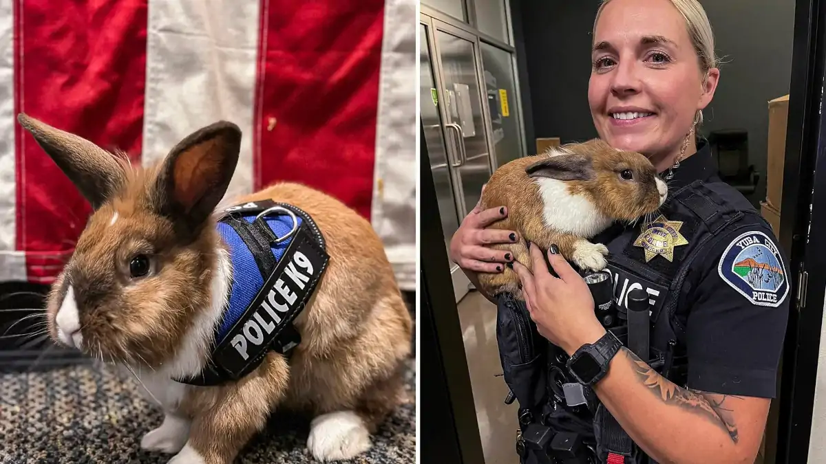 USA: un poste de police «recrute un lapin» au sein de son équipe (vidéo)