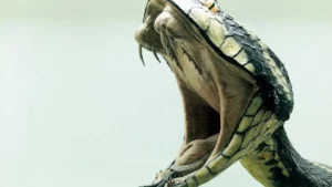 Un cobra sème la terreur dans un avion, atterrissage d'urgence