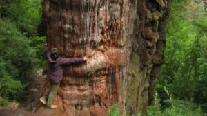 Voici le plus vieil arbre du monde, il est âgé de 5000 ans