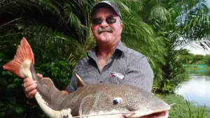 Les restes d'un homme disparu retrouvés dans deux crocodiles