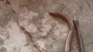 Débordement des eaux du lac Toho: Des reptiles sèment la zizanie dans les ménages