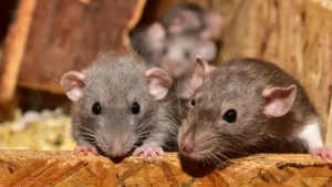 Ce pays africain entraîne des rats au déminage, les détails