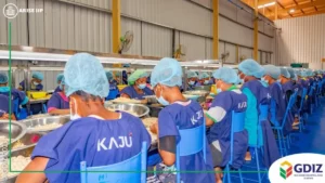 Gdiz au Bénin : Le secteur cajou emploie plus de 2 000 personnes