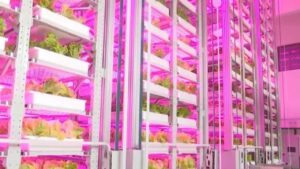 La Chine lance une ferme verticale géante ayant des dizaines de niveaux