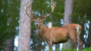Maladie du Cerf Zombie : les USA craignent une possible transmission à l'Homme
