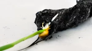 Agriculture: cette technique radicale accélère la croissance des plantes