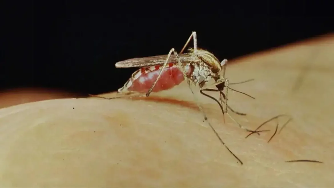 Un moustique responsable d’une maladie rare inquiète dans ce pays inattendu