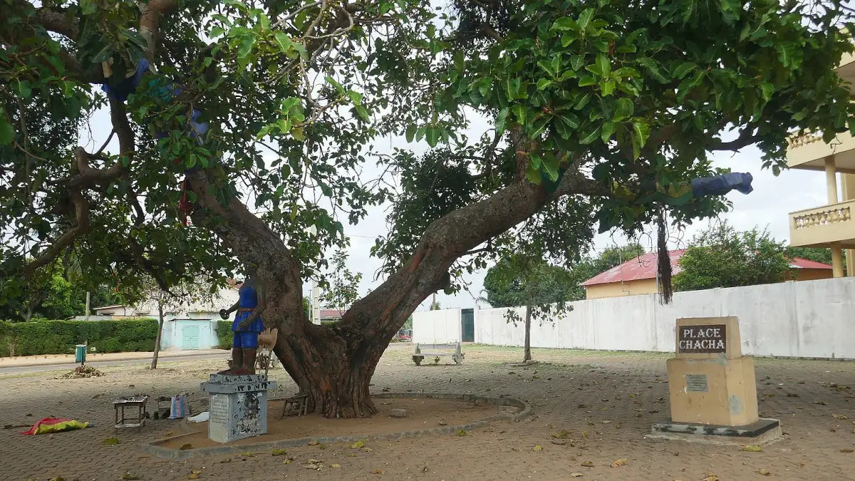 Bénin : chute du vieil arbre de la place Chacha