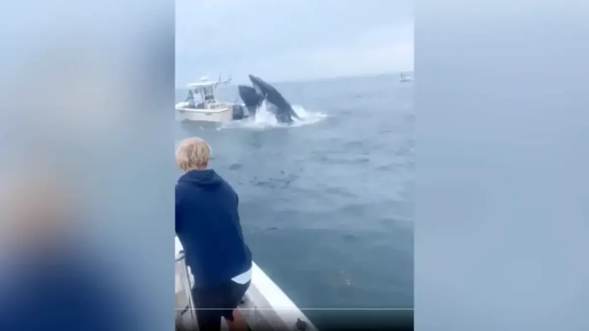 VIDEO: une baleine renverse un bateau