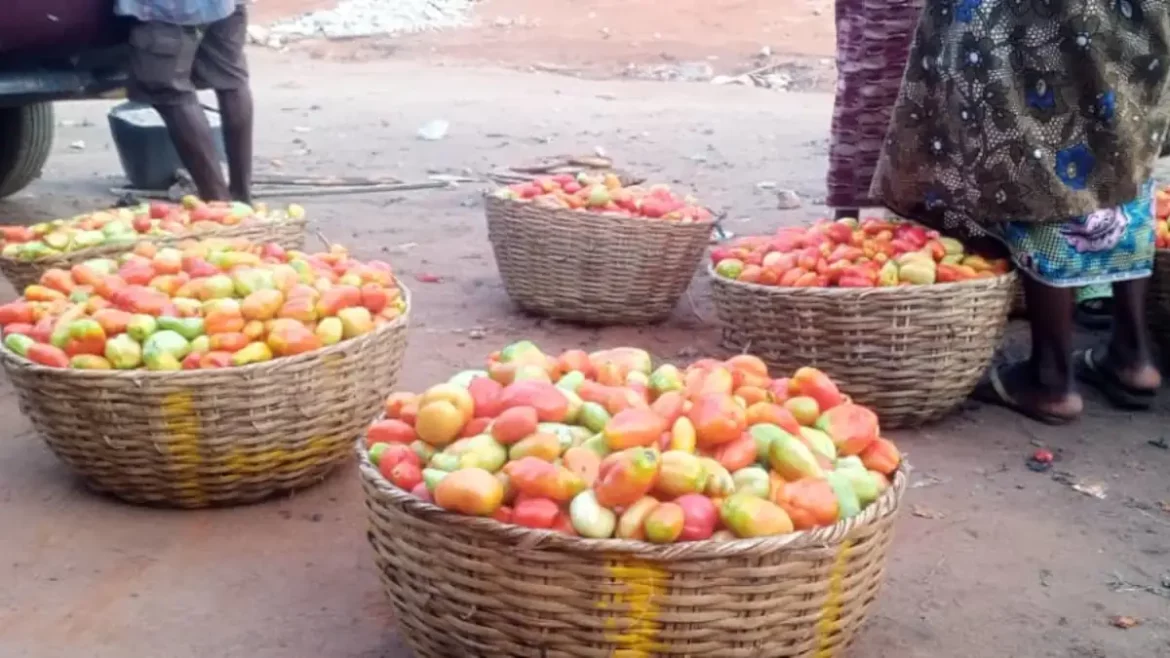 Inauguration d’usines de transformation de tomates au Burkina : des inquiétudes chez les grossistes au Bénin