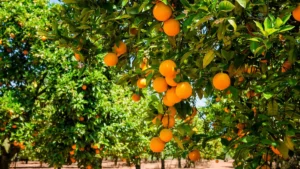Agriculture au Maghreb : gros risque de perte avec la canicule