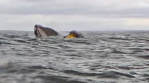 VIDEO: avalé puis recraché par une baleine, il raconte son incroyable histoire