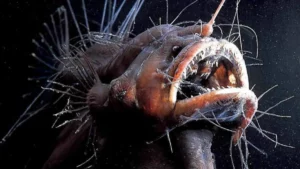 Maghreb: un monstre abyssal découvert