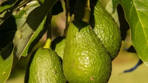 Agriculture au Maghreb : ce pays frappe fort au niveau des exportations