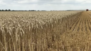 Céréales au Maghreb : une récolte mémorable signalée