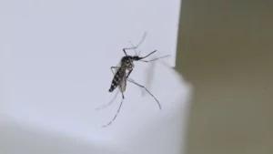 Moustique tigre : une menace silencieuse qui inquiète la France