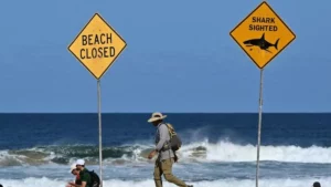 Australie : un grand requin tue un surfeur, alerte maximale sur les plages