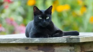 Un chat noir