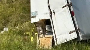 Photograph: Jasper county sheriff's department, Mississippi/Facebook
