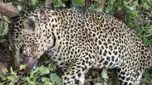 Gabon : une panthère abattue après avoir tué un chef de village