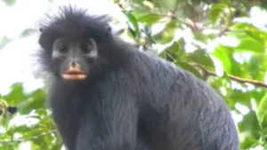 RDC : cinq questions sur le Colobus congoensis, le singe aux lèvres orange identifié dans la Lomami