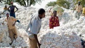 Coton : le Mali veut miser sur la transformation locale pour créer plus de valeur