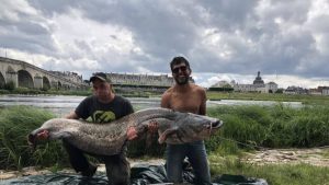 France : un poisson silure de plus de 2m pêché puis relâché