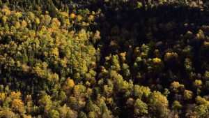 La plus vieille forêt du monde découverte à New York