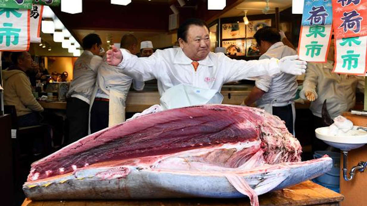 Japon : Un homme d'affaires achète aux enchères un thon à 1,5millions €
