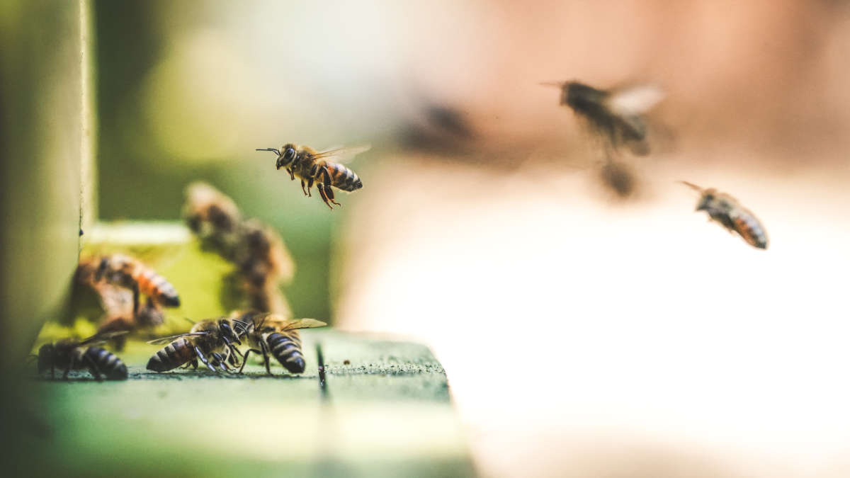 Inde : des abeilles bloquent un avion au sol