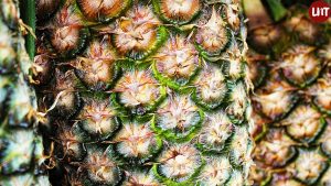 Projet Defia-Ananas au Bénin : Synthèse des connaissances acquises par les SFD