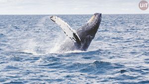 USA: témoignage d'un pêcheur avalé puis recraché par une baleine (vidéo)