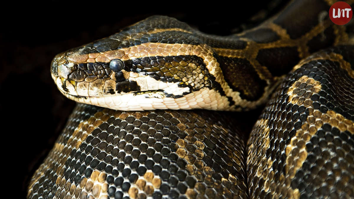 Étranglé par son serpent de 5 mètres, un américain meurt à l'hôpital