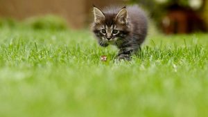 Chine : clonage réussi pour un chat en attendant celui des pandas