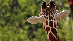 Une fillette de 16 mois meurt piétinée par une girafe en Afrique du sud