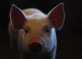 Pays-Bas : des porcs pour sécuriser un aéroport contre les impacts d’oiseaux