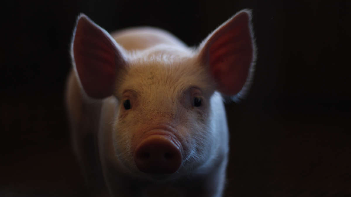 Chine : des porcs géants bientôt élevés