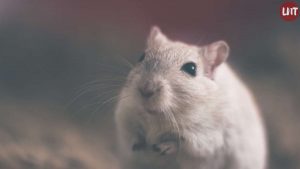 Des professionnels de l'extermination de nuisibles disponibles en un clic