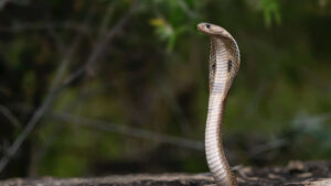 USA : un homme retrouvé mort au milieu d'une centaine de serpents