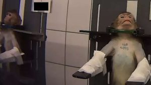 Scandale en Europe : vidéo d'animaux maltraités pour des expériences