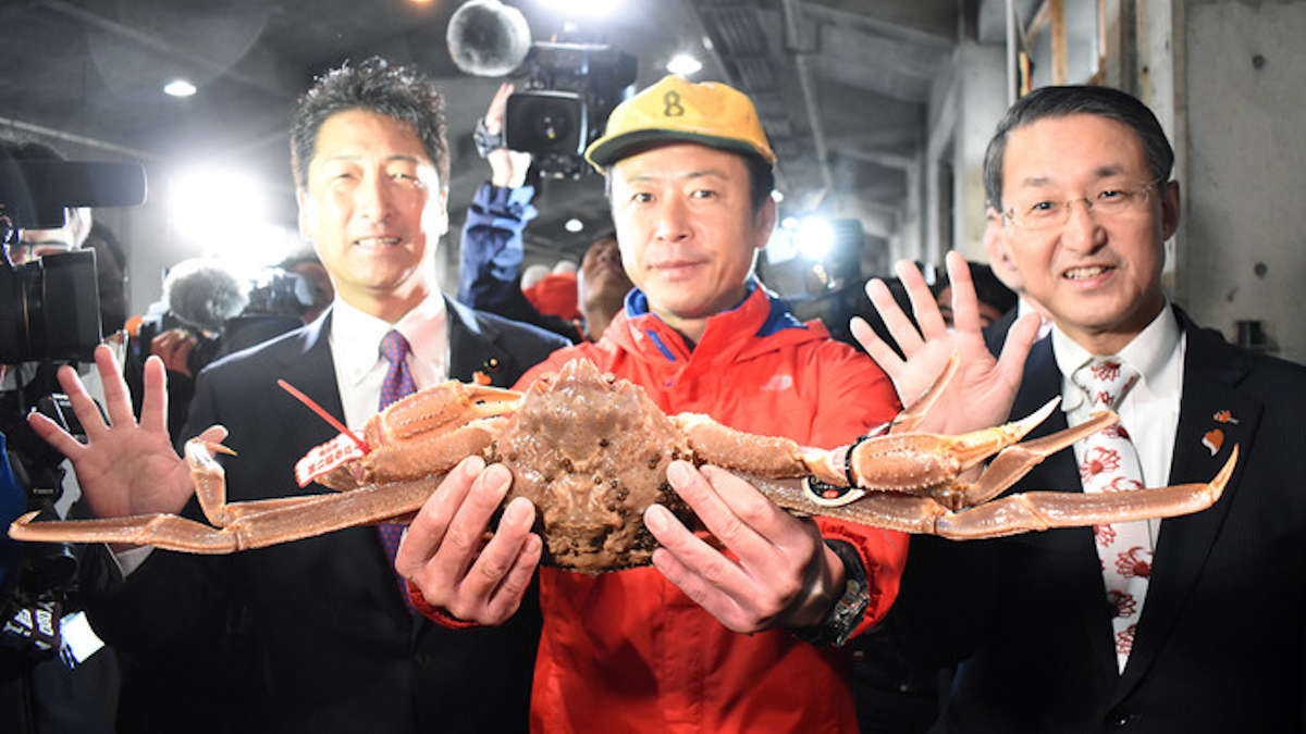 Japon : Un crabe des neiges vendu à 5 millions de yens