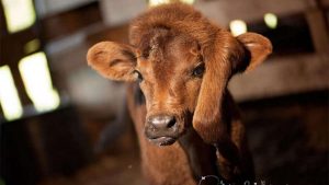 L'histoire de ce veau né avec une patte sur la tête fait le buzz